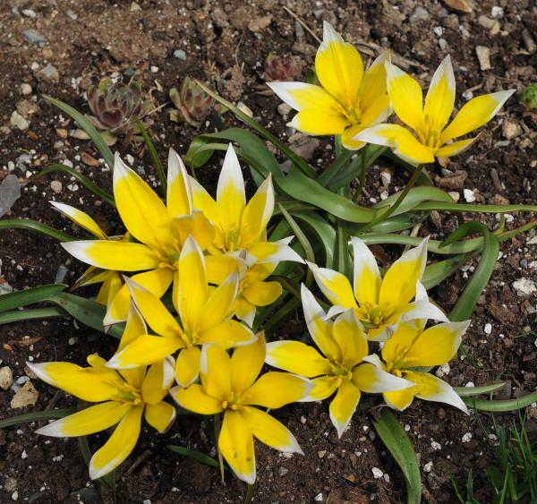 Tulipa tarda