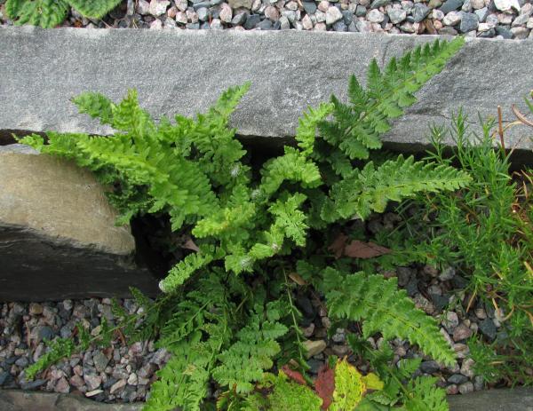 Woodsia ilvensis; photo by Todd Boland