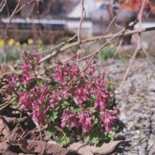 Corydalis