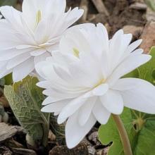 Bloodroot