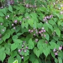 Epimedium