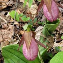 Ladyslipper