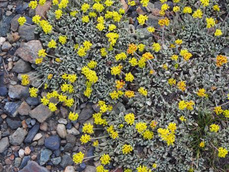 Eriogonum incanum