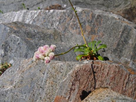 Calyptridium umbellatum var. umbellatum, the common, low-elevation form of this species