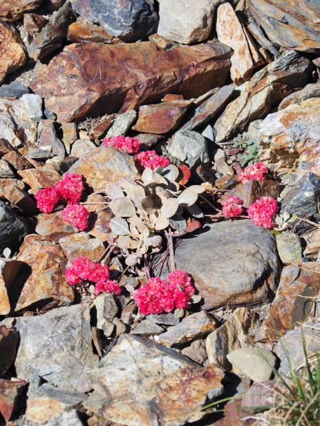 Lobb’s buckwheat (Eriogonum lobbii)