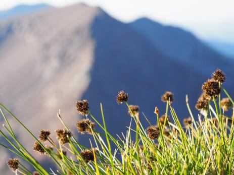 Cloud sedge (Carex haydeniana) near Koip Peak