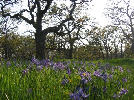 Quercus garryana and Camassia