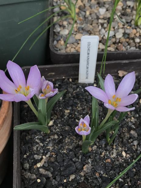 Colchicum hungaricum ‘Valentine’