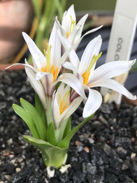 Colchicum kesselringii