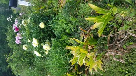 fading foliage in the spring garden