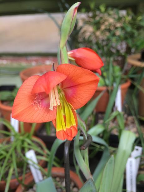 Gladiolus equitans 