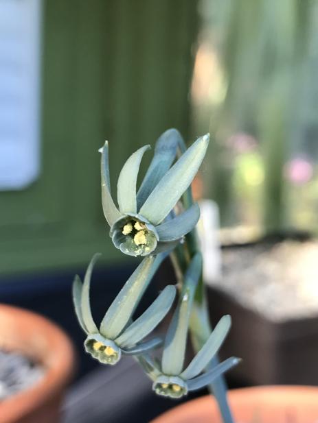 Narcissus viridiflorus