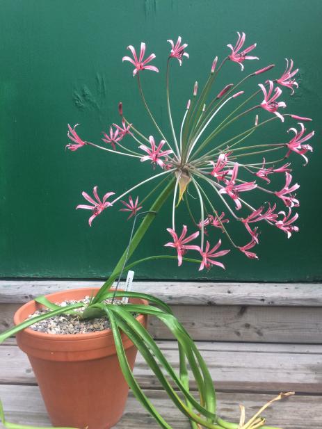 Nerine laticoma ssp. huttoniae 