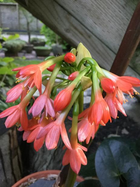 Scadoxus cyrtanthiflorus 