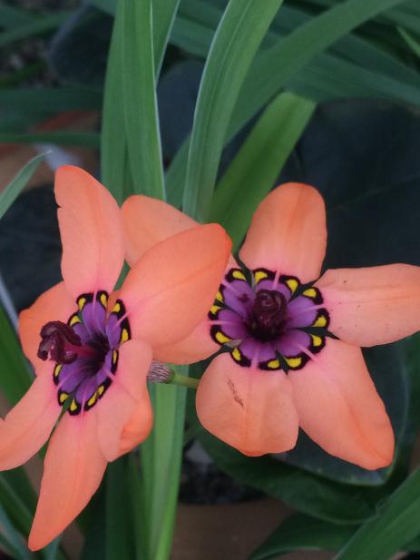 Sparaxis elegans 