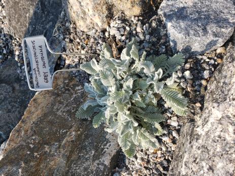 Tanacetum densum subsp. amani