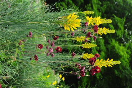 Asphodeline lutea 