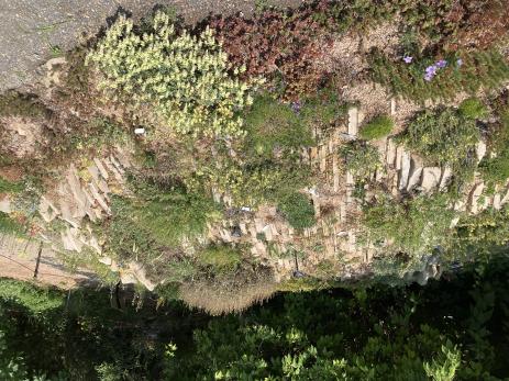 Crevice garden at Denver Botanic Gardens