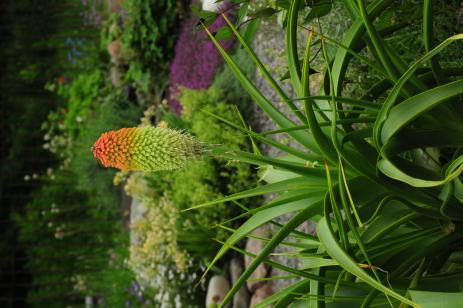 Kniphofia northiae