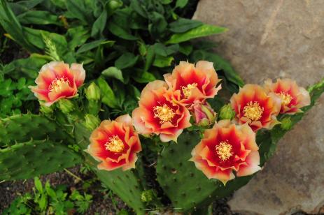 Opuntia ‘Mulberry Creek’