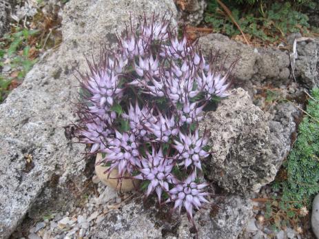 Physoplexis comosa in peak bloom.