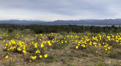 Oenothera odorata