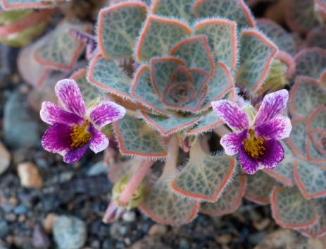 Viola rubromarginata