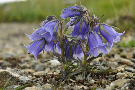 Campanula alpina