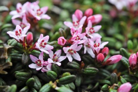 Loiseleuria procumbens