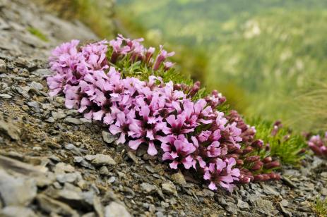 Saponaria pumila    