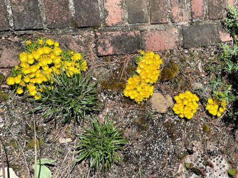 Delosperma congestum