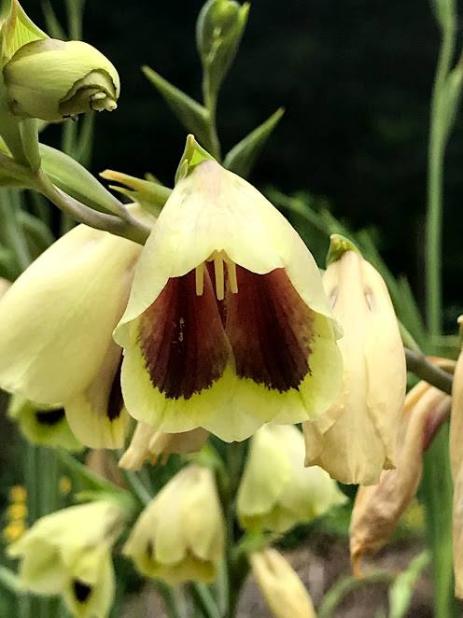 Gladiolus papilio 