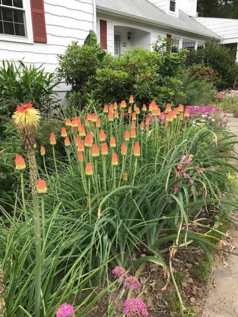 Kniphofia caulescens