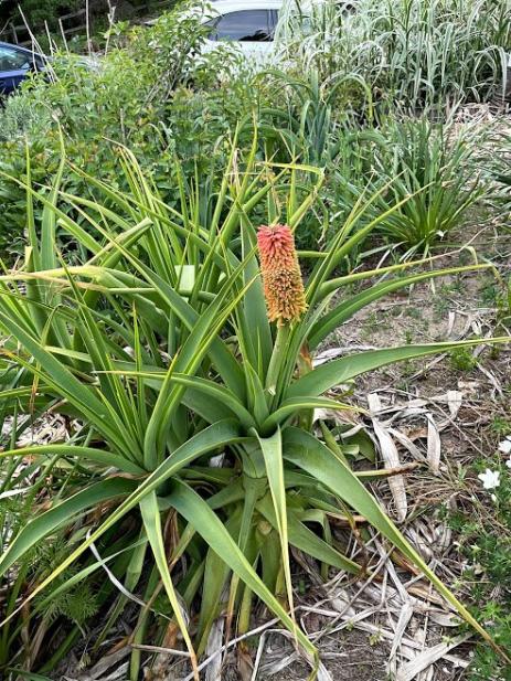 Kniphofia northiae   