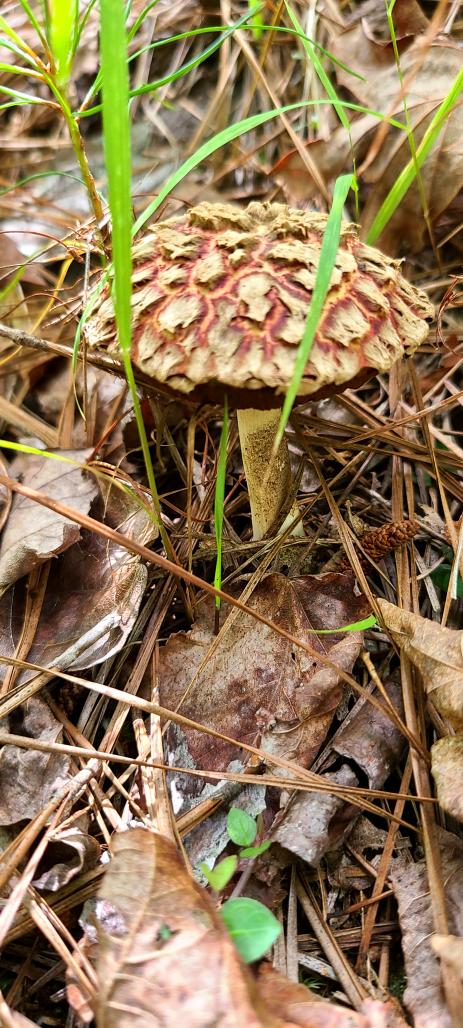 Unknown mushroom