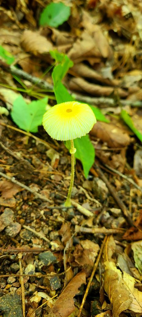 Unknown mushroom