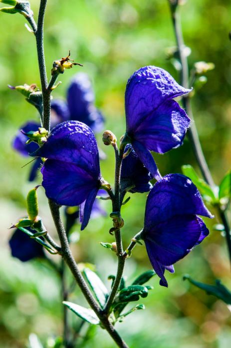 Aconitum napellus