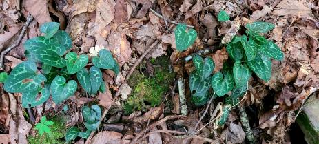 Asarum shuttleworthii