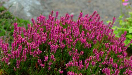 Calluna vulgaris 'Darkness'