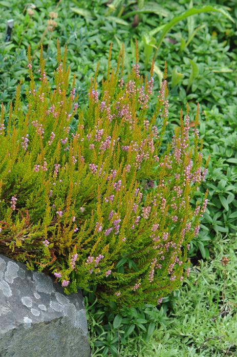 Calluna vulgaris ‘Glenfiddich’