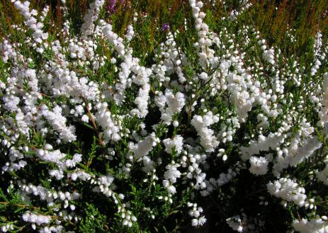 Calluna vulgaris ‘Kinlochruel’