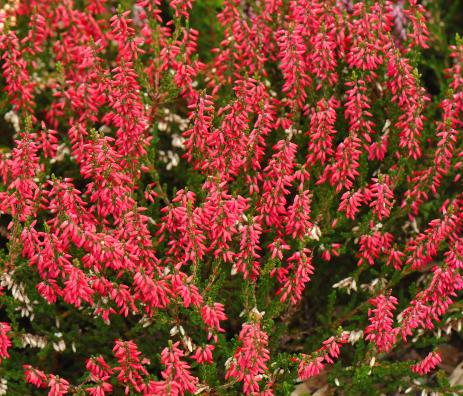 Calluna vulgaris 'Svenja'