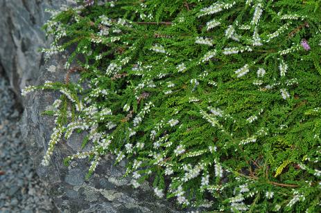 Calluna vulgaris ‘White Lawn’