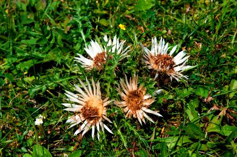 Carlina acaulis