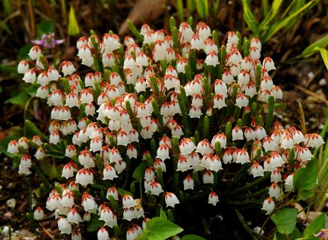 Cassiope ‘Muirhead’