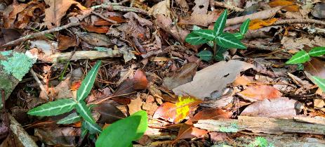 Chimaphila maculata    