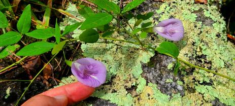 Clitoria mariana