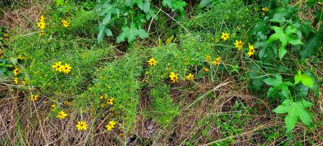 Coreopsis verticillata near a sandstone glade