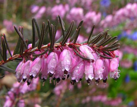 Erica x darleyensis ‘Arthur Johnson’