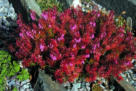 Erica carnea ‘Ann Sparkes’